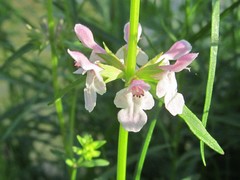 Stachys hyssopifolia