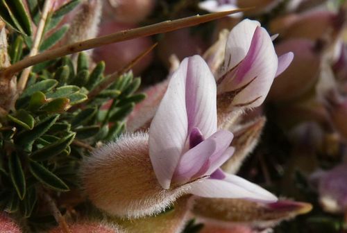 Astragalus armatus image