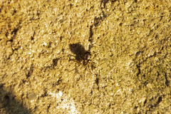 Enoplognatha mandibularis