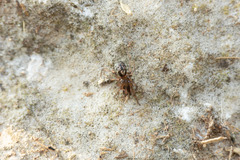 Enoplognatha mandibularis