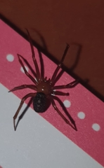 Steatoda grossa