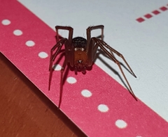 Steatoda grossa