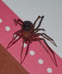 Steatoda grossa