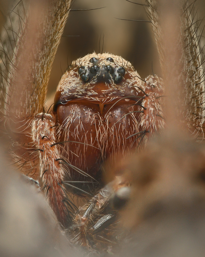 Grass Funnel-web Spiders