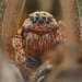 Grass Funnel-web Spiders - Photo (c) Rasmus Allesoee, some rights reserved (CC BY-NC), uploaded by Rasmus Allesoee