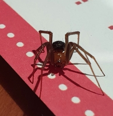 Steatoda grossa