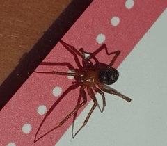 Steatoda grossa