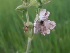 Microbotryum lychnidis-dioicae