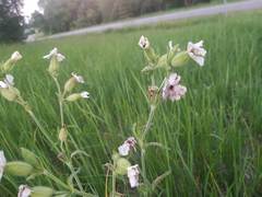 Microbotryum lychnidis-dioicae