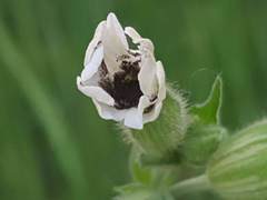 Microbotryum lychnidis-dioicae