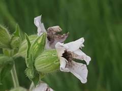 Microbotryum lychnidis-dioicae