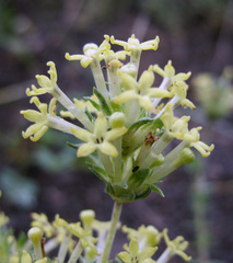 Asperula glomerata