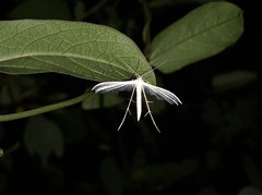 Pterophorus pentadactyla