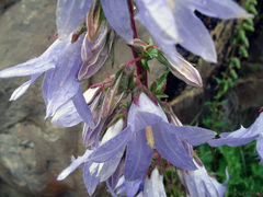 Campanula sarmatica