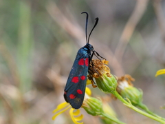 Zygaena dorycnii
