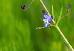 Rotheca louwalbertsii