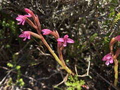 Disa vaginata