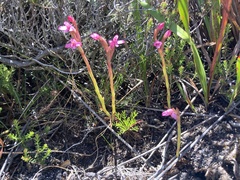 Disa vaginata