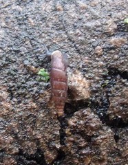 Clausilia