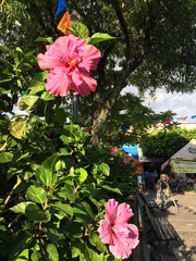 Hibiscus rosa-sinensis
