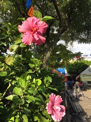 Hibiscus rosa-sinensis