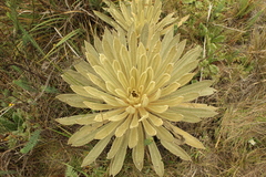Espeletia muiska