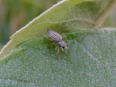 Heliophanus equester