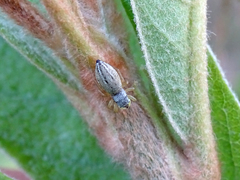 Heliophanus equester