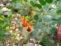 Colutea orientalis