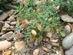 Colutea orientalis
