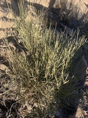 Ephedra californica