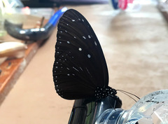 Euploea mulciber mulciber