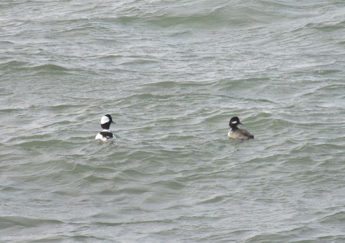 Bufflehead photographed in Rhode Island