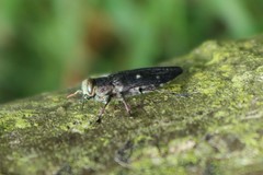 Chrysobothris affinis