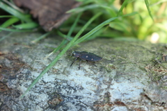 Chrysobothris affinis