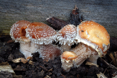 Psathyrella suavissima