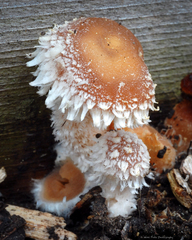 Psathyrella suavissima