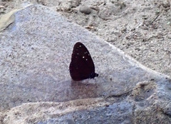 Euploea mulciber mulciber