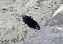 Euploea mulciber mulciber