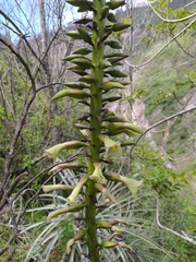 Puya aequatorialis