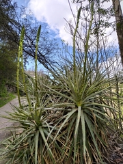 Puya aequatorialis