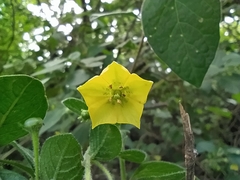 Capsicum rhomboideum