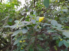 Capsicum rhomboideum