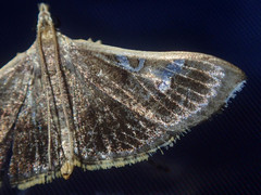 Glyphodes bilunalis