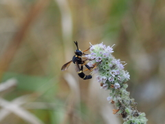 Conops ceriaeformis