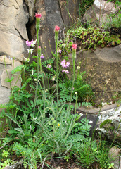 Leontodon asperrimus