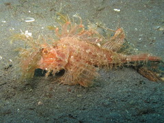 Pteroidichthys amboinensis