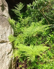 Pteris dentata