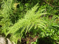 Pteris dentata