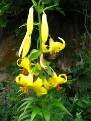 Lilium monadelphum